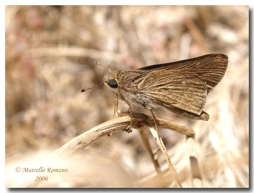 Gegenes pumilio, piccolo Lepidottero dal volo possente